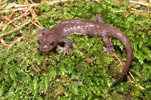 阿里山山椒魚(Hynobius arisanensis)