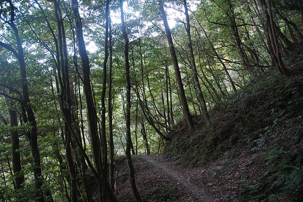 觀高-東埔