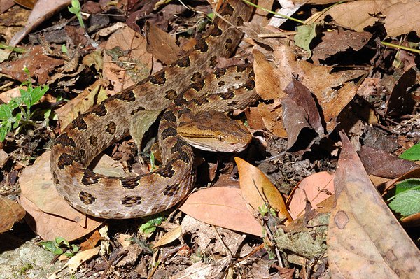 龜殼花(Protobothrops mucrosquamatus)