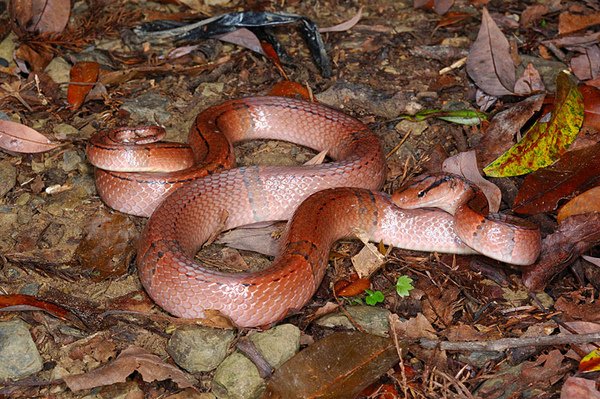 紅竹蛇(Oreocryptophis porphyracea nigrofasciata)