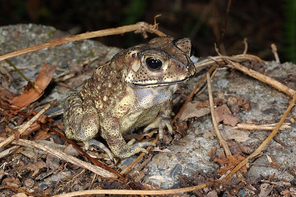 黑眶蟾蜍(Bufo melanostictus)