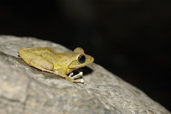 褐樹蛙(Buergeria robusta)