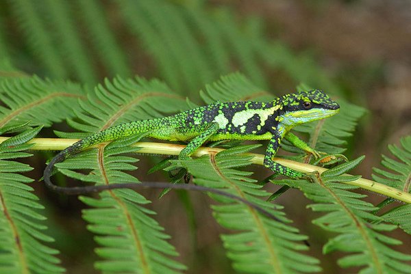 呂氏攀蜥(Japalura luei)雄蜥