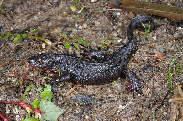 赤腹蠑螈(Cynops pyrrhogaster)