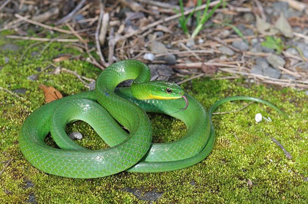 上山途中遇見的青蛇(Cyclophiops major)