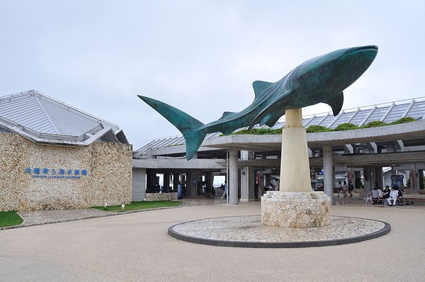 水族館外的鯨鯊