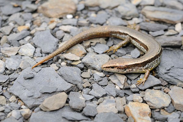 台灣蜓蜥(Sphenomorphus taiwanensis)