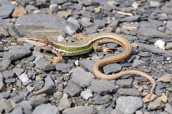 雪山草蜥(Takydromus hsuehshanensis)