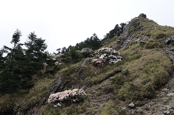 合歡山上的高山杜鵑盛開了!!