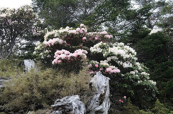 高山杜鵑