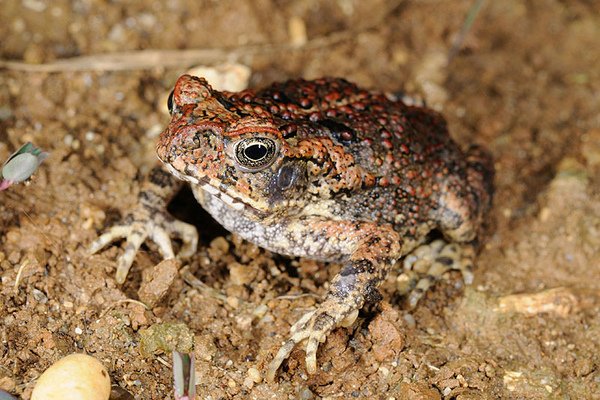 海蟾蜍(Bufo marinus)幼體