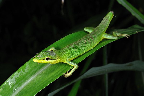 先島草蜥(Takydromus dorsalis)