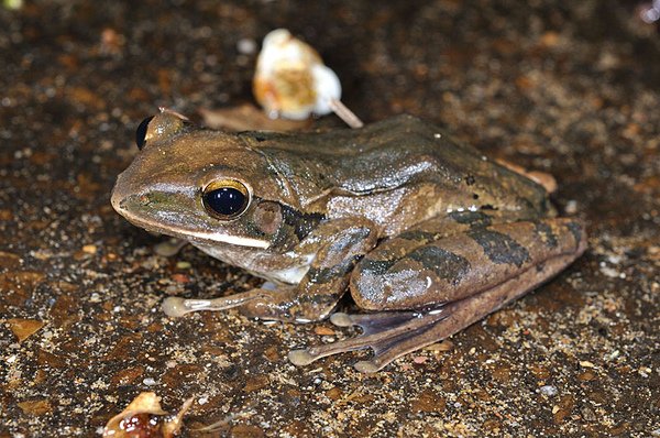 斑腿泛樹蛙(白顎蛙，Polypedates megacephalus)