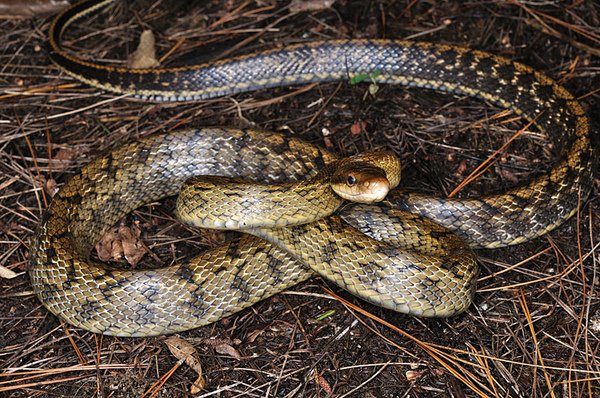 先島錦蛇(Orthriophis taeniura schmackeri)