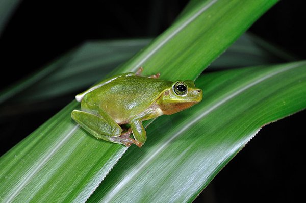 哈氏樹蟾(Hyla hallowellii)