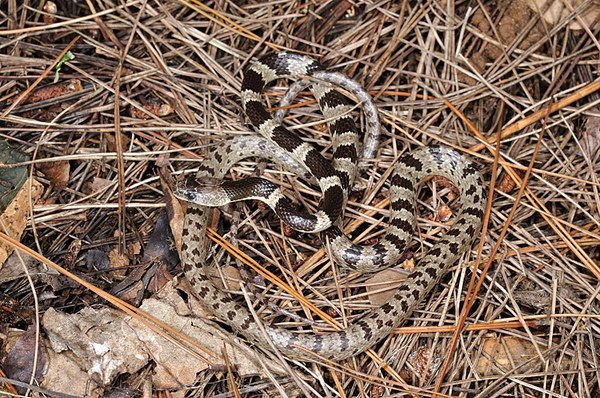 先島梅花蛇(Lycodon ruhstrati multifasciatus)