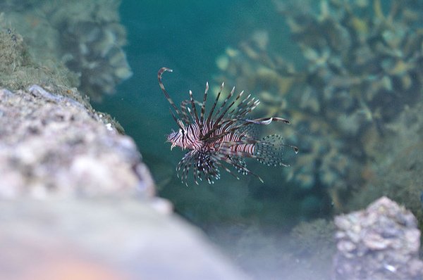 隨便在港邊就可以看到獅子魚...