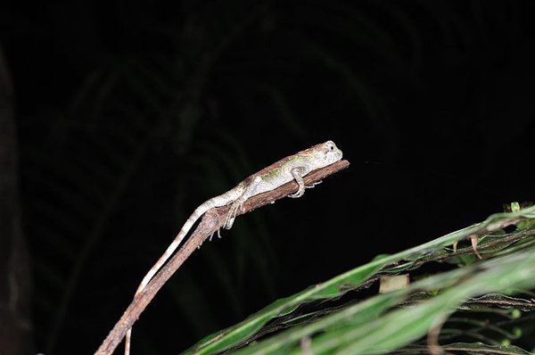 睡覺中的沖繩攀蜥(沖繩木登蜥蜴，Japalura polygonata polygonata)