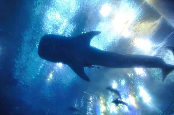 還有一條類似海底隧道的通道從水族箱下面通過~