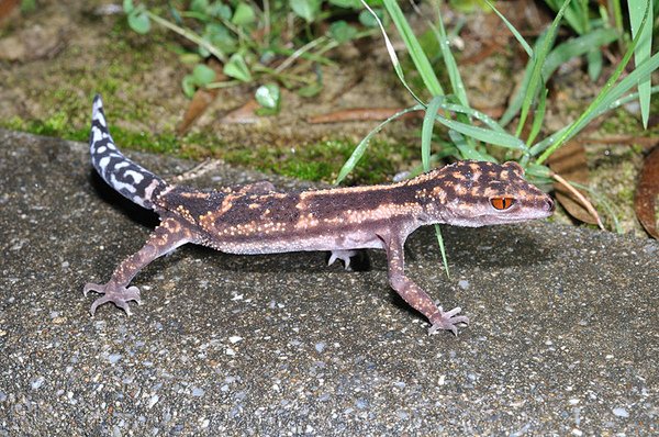 斑紋瞼虎(斑蜥蜴擬，Goniurosaurus kuroiwae orientalis)