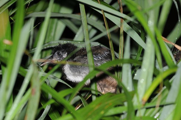 不知名幼鳥...