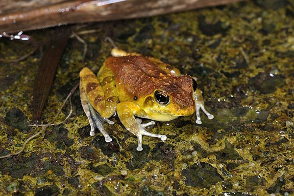 日本樹蛙(Buergeria japonica)