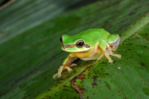 中國樹蟾(Hyla chinensis)