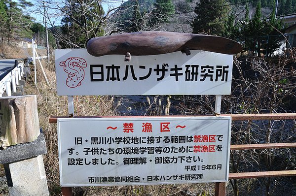 日本大山椒魚研究所