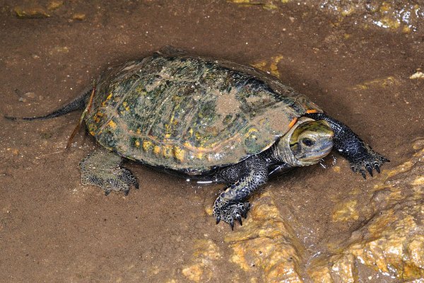 日本石龜(Mauremys japonica)