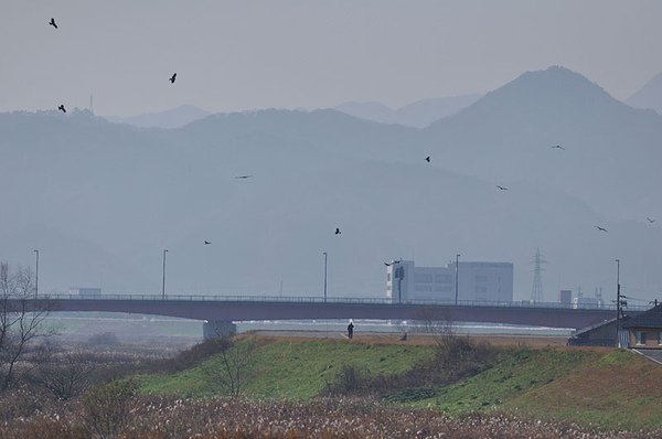 黑鳶鷹柱