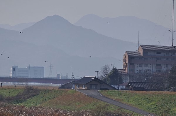 黑鳶鷹柱