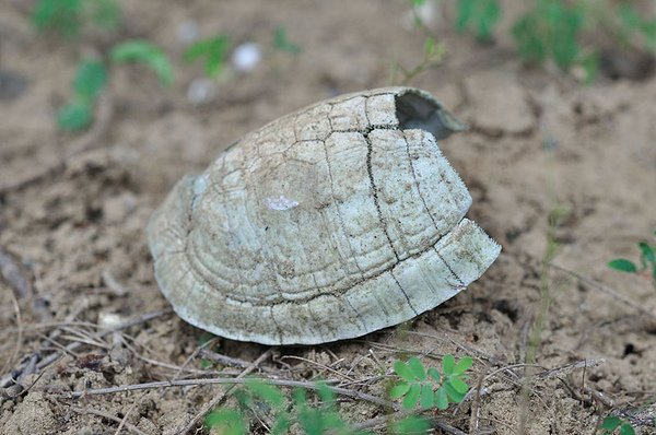 學長發現的食蛇龜甲遺骸