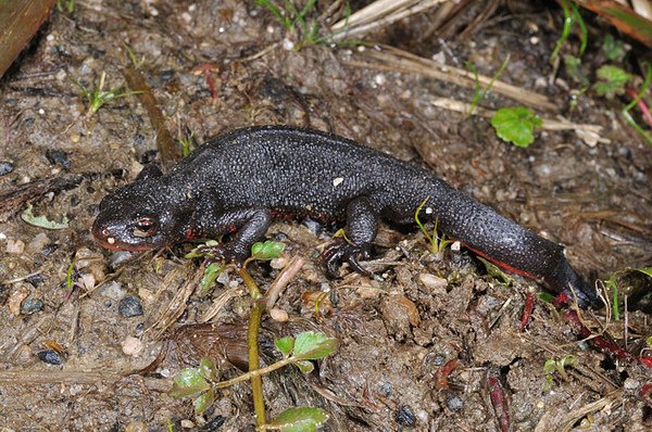 生態棲位(niche)大概就等同於我們的黑眶蟾蜍(Bufo melanostictus)