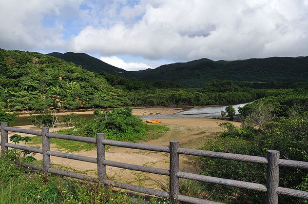 橋下也有紅樹林