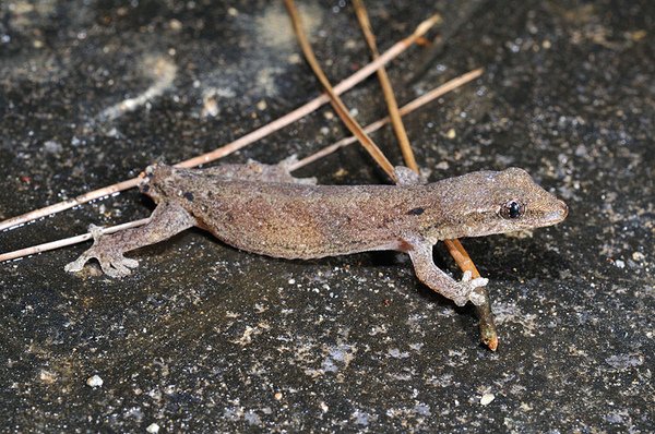 鱗趾虎(小笠原守宮，Lepidodactylus lugubris)