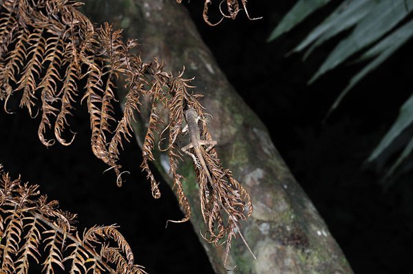 在睡覺的先島攀蜥(Japalura polygonata ishigakiensis)