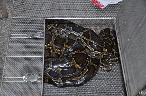 防疫所新收容的緬甸蟒(Python molurus bivittatus)，取名作高飛狗XD