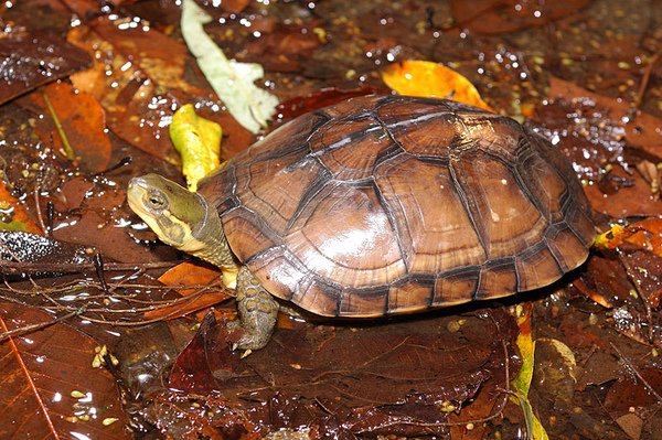 產於台灣蓮華池的柴棺龜(Mauremys mutica mutica)