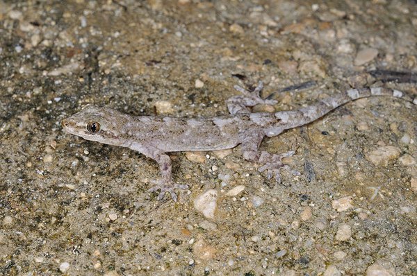 鉛山壁虎(Gekko hokouensis)