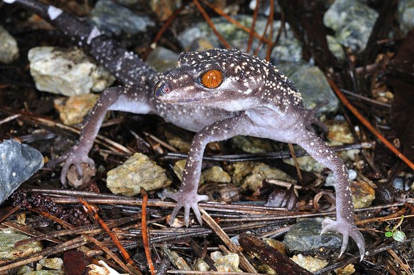 黑岩氏瞼虎(黑岩蜥蜴擬，Goniurosaurus kuroiwae kuroiwae)