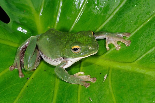 八重山樹蛙(Rhacophorus owstoni)