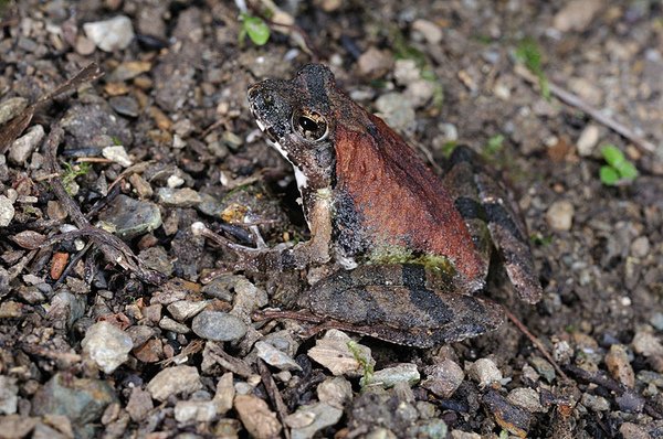 日本樹蛙(沖繩河鹿蛙，Buergeria japonica)