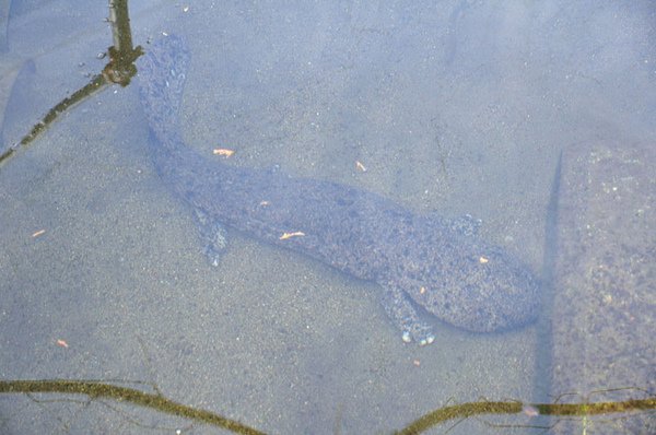 圈養的日本大山椒魚