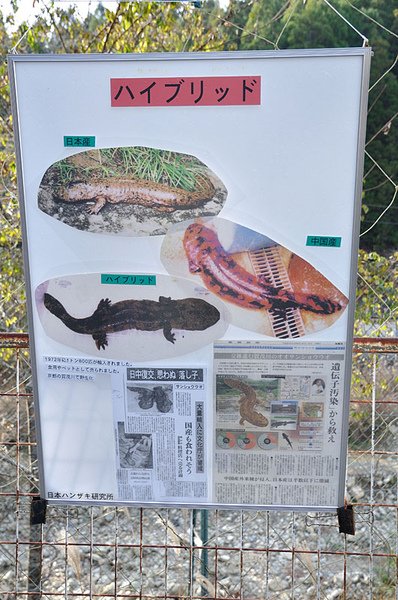 難以解決的京都賀茂川日本大山椒魚和中國娃娃魚的雜交問題