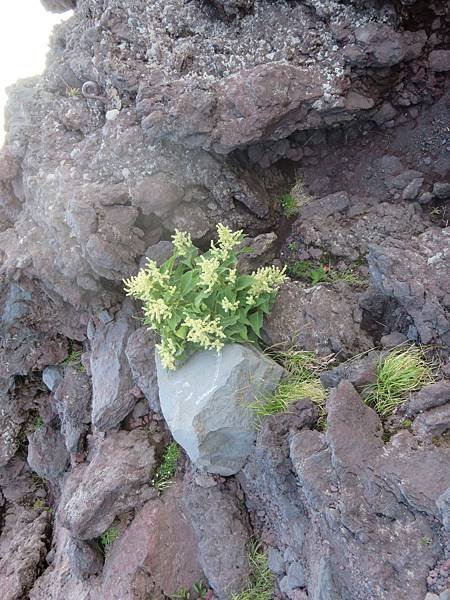 【日本爬山】一家四口初次攻頂富士山成功