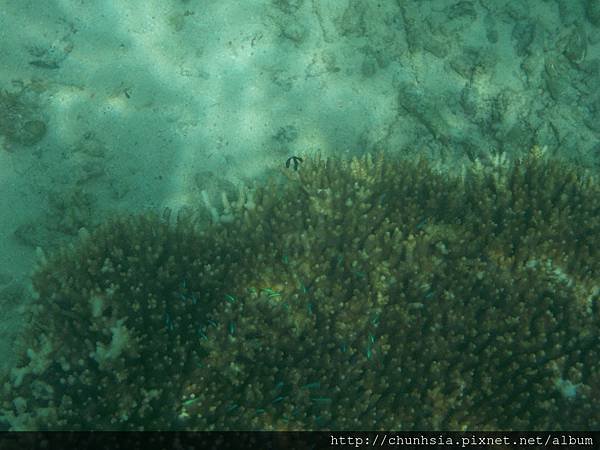 【菲律賓宿霧】宿霧歐斯陸看鯨鯊→邦佬島追海豚，登處女島，薄荷