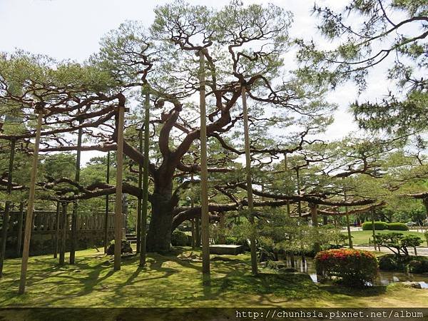 【日本露營車金沢能登半島篇】黃金週從金沢~近江町市場～兼六園