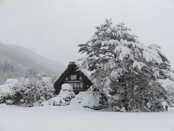 【日本露營車福井岐阜和歌山篇】日本過年從長野～恐龍博物館～白