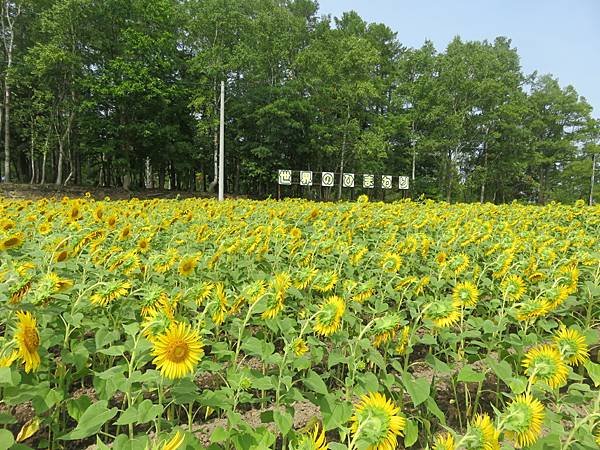 【日本露營車北海道道北篇】第三次遊北海道，從函館～洞爺湖～稚