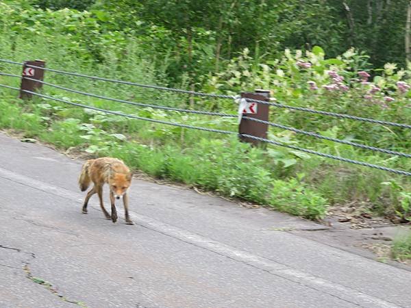 【日本露營車北海道道北篇】第三次遊北海道，從函館～洞爺湖～稚